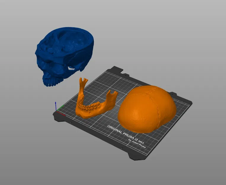 Mô hình 3D Hộp sọ Người Homo Sapiens Sapiens Đúng Giải phẫu - Image 5