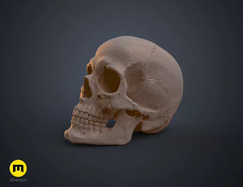 Mô hình 3D Hộp sọ Người Homo Sapiens Sapiens Đúng Giải phẫu - Image 6