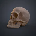 Mô hình 3D Hộp sọ Người Homo Sapiens Sapiens Đúng Giải phẫu - Thumbnail 6