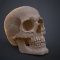 Mô hình 3D Hộp sọ Người Homo Sapiens Sapiens Đúng Giải phẫu - Thumbnail 8
