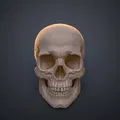 Mô hình 3D Hộp sọ Người Homo Sapiens Sapiens Đúng Giải phẫu - Thumbnail 9