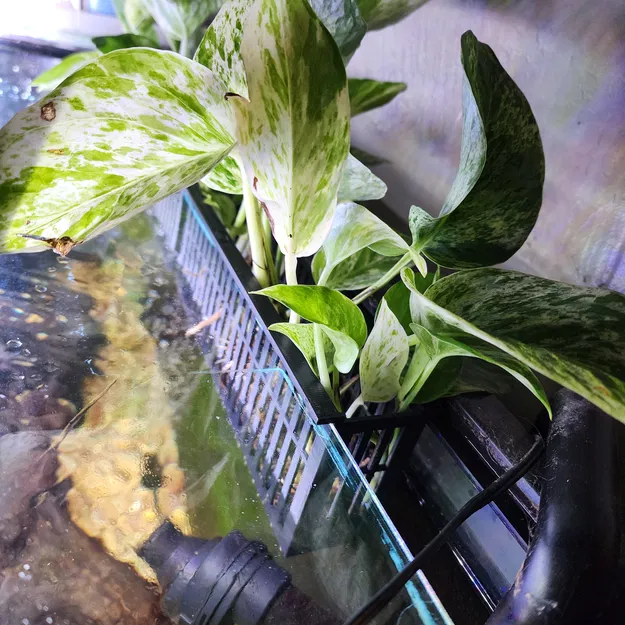 Chậu trồng cây cho hồ cá (Aquarium Planter) - Image 2