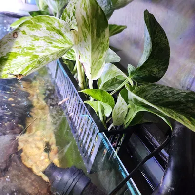 Chậu trồng cây cho hồ cá (Aquarium Planter)