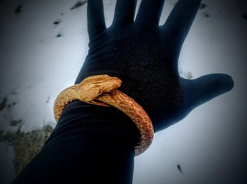 Ouroboros Mag-Bracelet – Vòng tay nam châm Ouroboros - Image 1