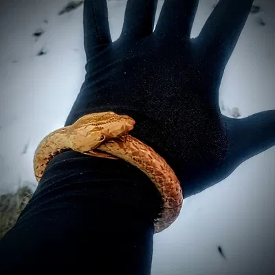 Ouroboros Mag-Bracelet – Vòng tay nam châm Ouroboros