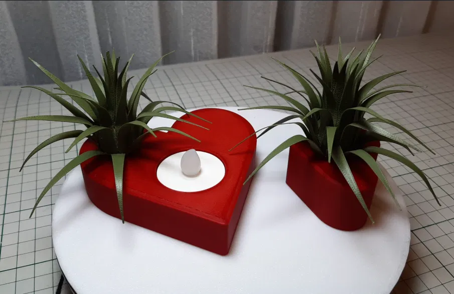 Trái tim Valentine kèm cây không khí (Air Plant) - Image 3