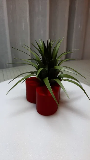 Trái tim Valentine kèm cây không khí (Air Plant) - Image 4