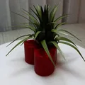 Trái tim Valentine kèm cây không khí (Air Plant) - Thumbnail 4