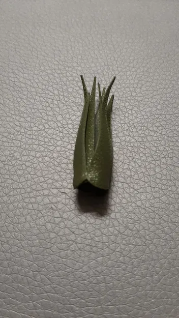 Trái tim Valentine kèm cây không khí (Air Plant) - Image 6