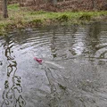 Thuyền RC Jet Nước Cạn (Shallow Water Rc Jet Boat) - Thumbnail 2
