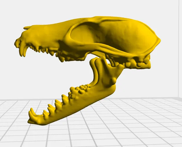 Hộp Sọ Cáo Đỏ (Red Fox Skull) - Image 1