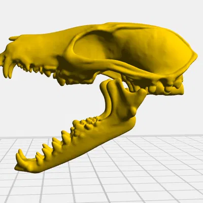 Hộp Sọ Cáo Đỏ (Red Fox Skull)