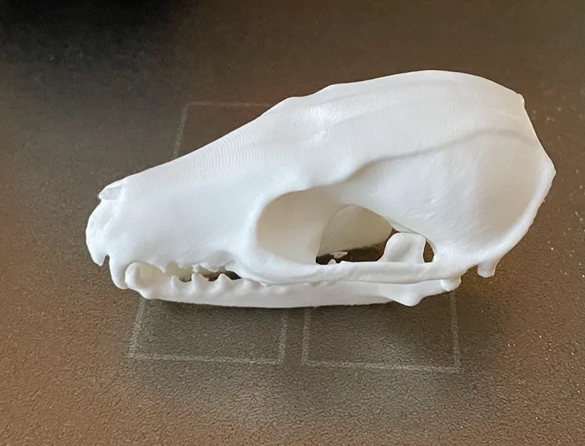 Hộp Sọ Cáo Đỏ (Red Fox Skull) - Image 2