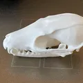 Hộp Sọ Cáo Đỏ (Red Fox Skull) - Thumbnail 2