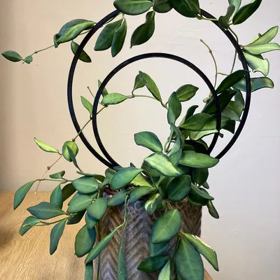 Giàn đỡ cây leo (2 vòng tròn đôi) – Plant trellis / climbing support