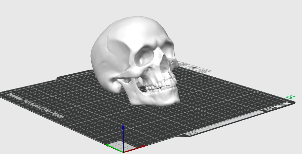 Hộp sọ người anatomically correct (đúng giải phẫu) - Image 1