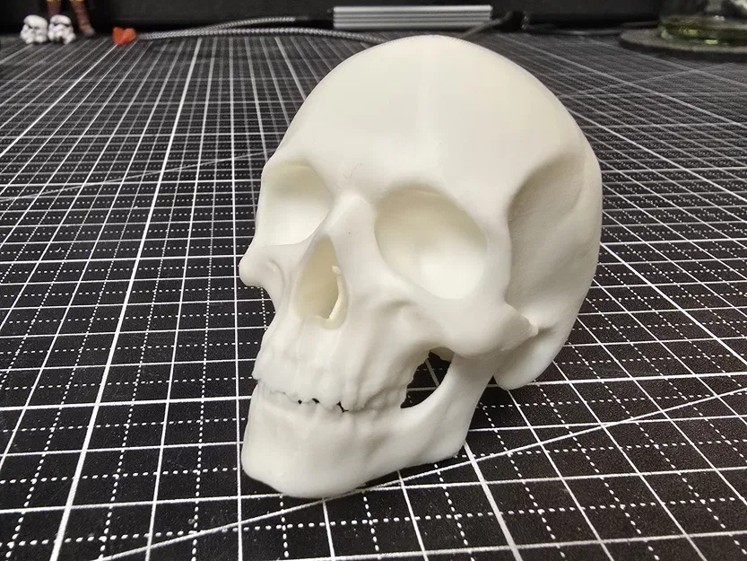 Hộp sọ người anatomically correct (đúng giải phẫu) - Image 2