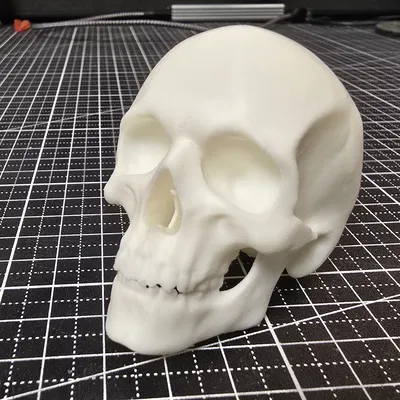 Hộp sọ người anatomically correct (đúng giải phẫu)