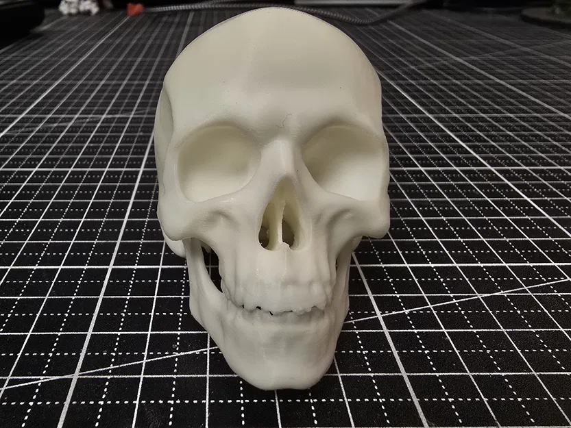 Hộp sọ người anatomically correct (đúng giải phẫu) - Image 3