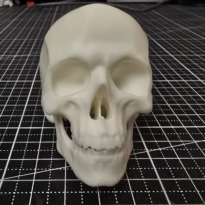 Hộp sọ người anatomically correct (đúng giải phẫu)