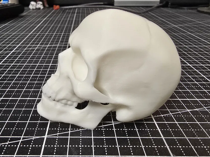 Hộp sọ người anatomically correct (đúng giải phẫu) - Image 4