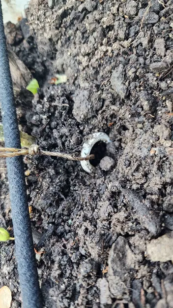 Cọc Giàn Leo Trong Vườn (Garden Trellis Stake) - Image 1