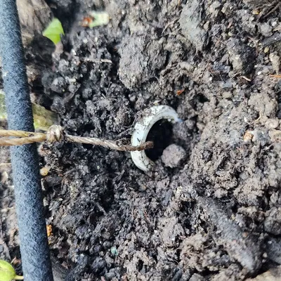 Cọc Giàn Leo Trong Vườn (Garden Trellis Stake)