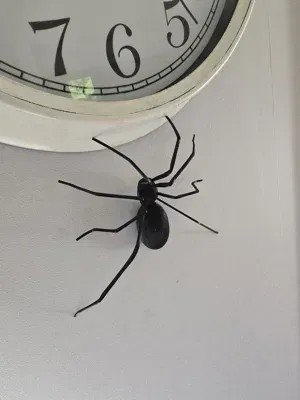 Nhện treo tường (Spider for wallmount) - Image 2