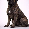English Mastiff Low Poly - Thumbnail 2