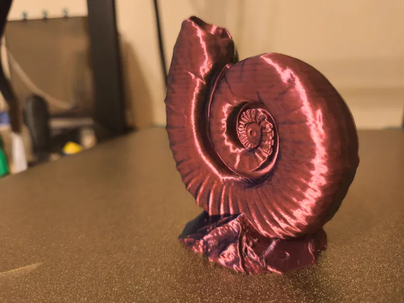 Ammonites (Hóa thạch ammonite) - Image 3