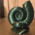 Ammonites (Hóa thạch ammonite) - Thumbnail 6