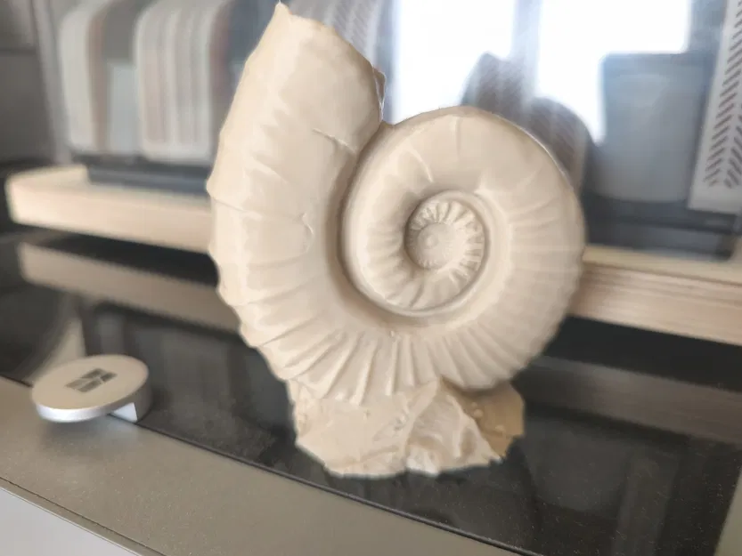 Ammonites (Hóa thạch ammonite) - Image 7