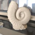 Ammonites (Hóa thạch ammonite) - Thumbnail 7