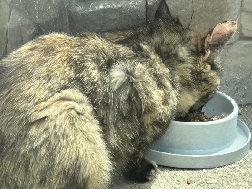 Dĩa thức ăn cho mèo (có rãnh chống kiến - anti-ant moat) - Image 2