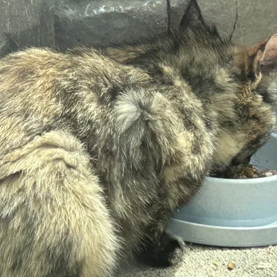 Dĩa thức ăn cho mèo (có rãnh chống kiến - anti-ant moat)