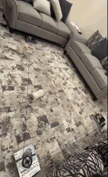 Đồ chơi rượt đuổi chạy pulley điều khiển từ xa cho thú cưng - Image 2