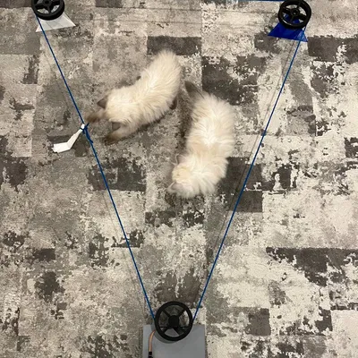 Đồ chơi rượt đuổi chạy pulley điều khiển từ xa cho thú cưng