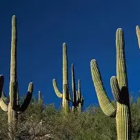 Cây xương rồng (cactus)