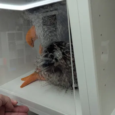 Ikea Billy Showcase – Biến kệ Billy thành tủ trưng bày