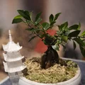 Chậu Bonsai Dạng Tô Kèm Tháp Pagoda (Khuyến nghị dùng Tree Support) - Thumbnail 4