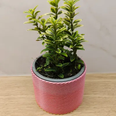 Chậu cây Planter