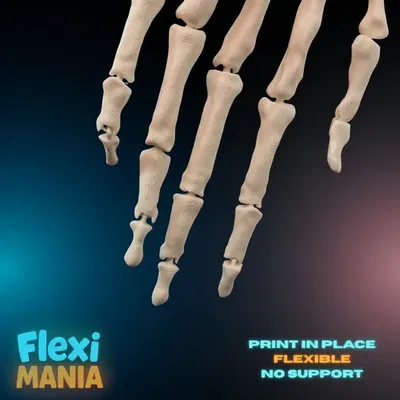 Bộ Xương Bàn Tay Người Flexi | Bàn Tay Xương Khớp Nối In 3D