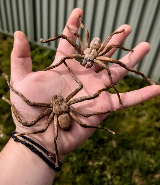 Nhện Huntsman (Huntsman Spider) kích thước thật – dễ in, hù dọa cực đã - Image 1
