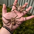 Nhện Huntsman (Huntsman Spider) kích thước thật – dễ in, hù dọa cực đã - Thumbnail 1