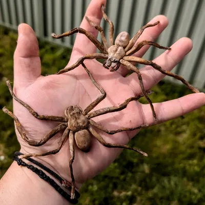 Nhện Huntsman (Huntsman Spider) kích thước thật – dễ in, hù dọa cực đã