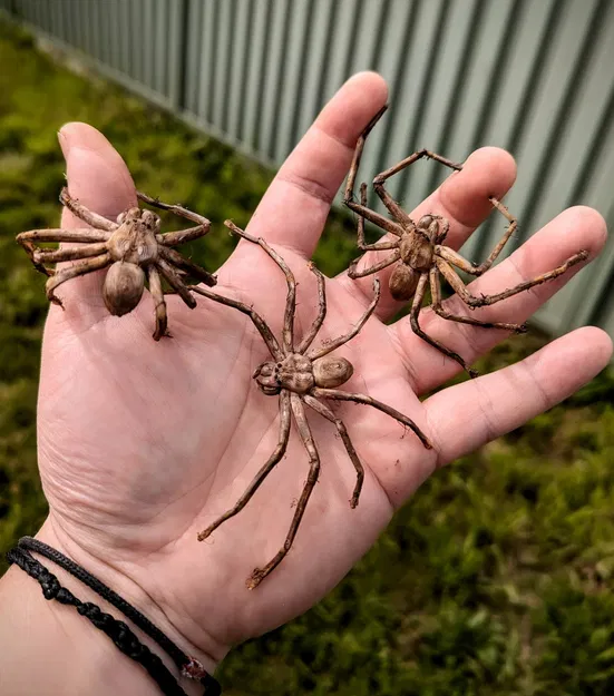 Nhện Huntsman (Huntsman Spider) kích thước thật – dễ in, hù dọa cực đã - Image 2