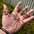 Nhện Huntsman (Huntsman Spider) kích thước thật – dễ in, hù dọa cực đã - Thumbnail 2
