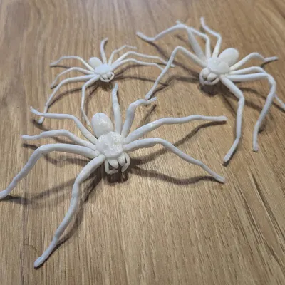 Nhện Huntsman (Huntsman Spider) kích thước thật – dễ in, hù dọa cực đã