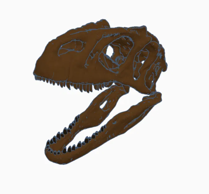 Hộp sọ và Hàm Răng Cá Sấu Allosaurus Fragilis - Image 1