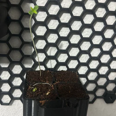 Bộ Ươm Hạt Tự Động - Tự Tưới Có Nắp Trong Suốt, Tương Thích Honeycomb